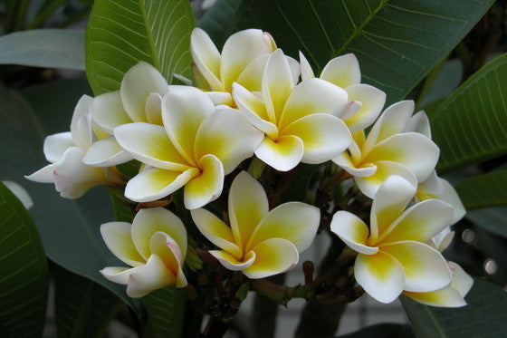 No.37 Coastal Plumeria 海岸雞蛋花 大豆蠟 香氛蠟燭