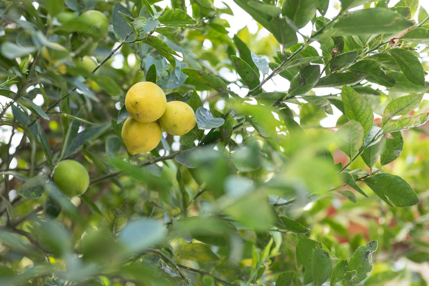 No.46 Vitamin Orchard 檸檬維他命果園 大豆蠟 香薰蠟燭