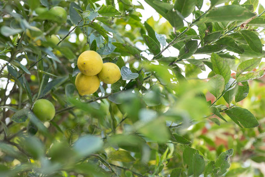No.46 Vitamin Orchard 檸檬維他命果園 大豆蠟 香薰蠟燭
