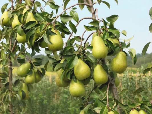 No.45 Pear Land 梨子樂園 大豆蠟 香薰蠟燭